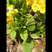 Primula Canescens (fam. Primulacees) (02)